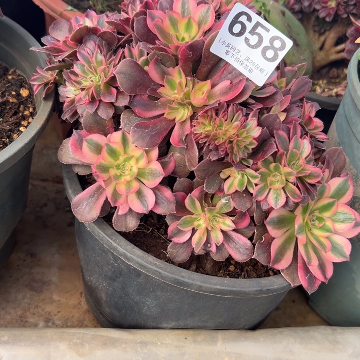 658多肉植物、红袖缀化