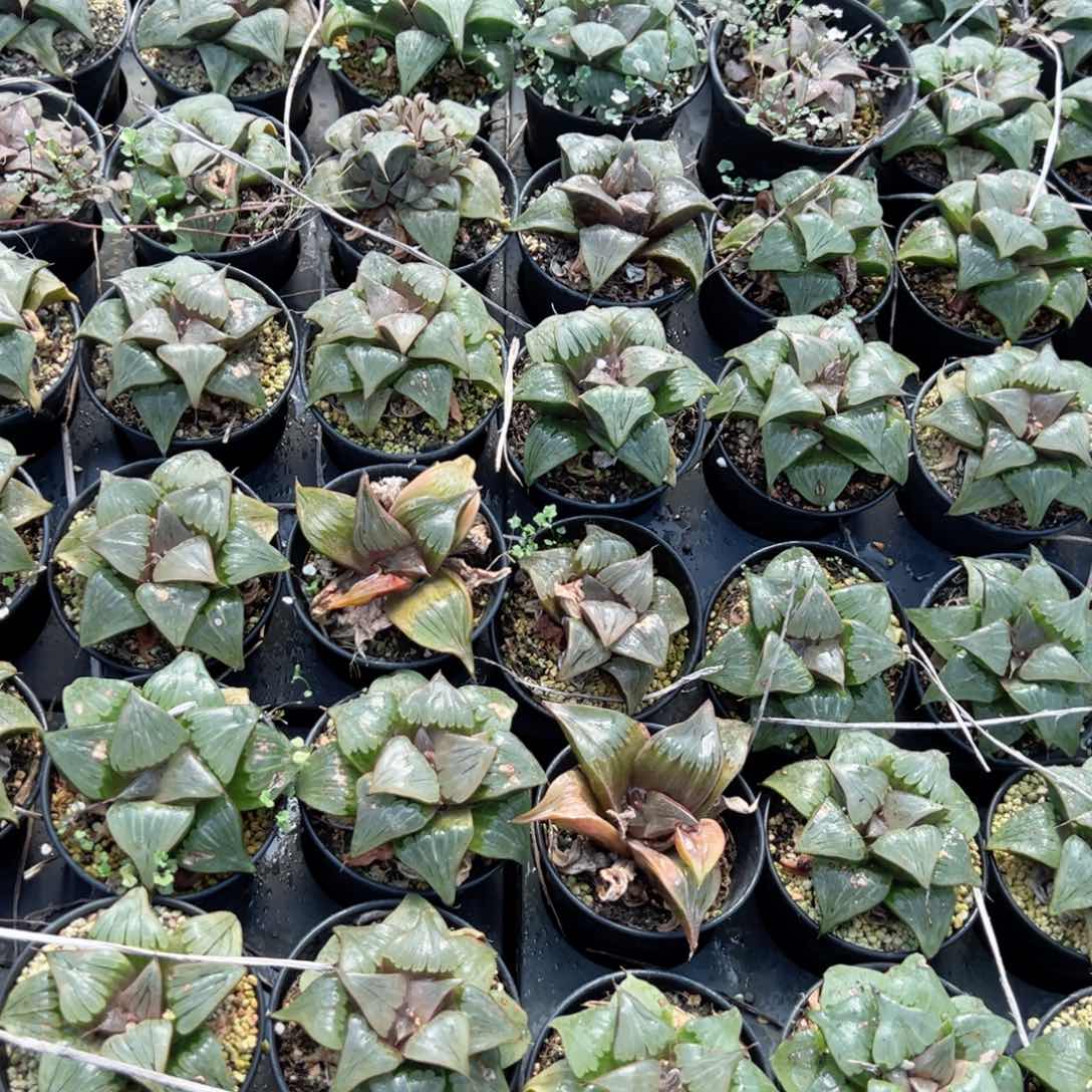 瑕疵万象盆媚凤寿多肉植物一颗