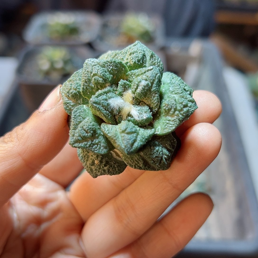 苗接无根龟甲牡丹4公分