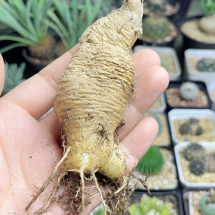 黑龙块根一颗一物一拍