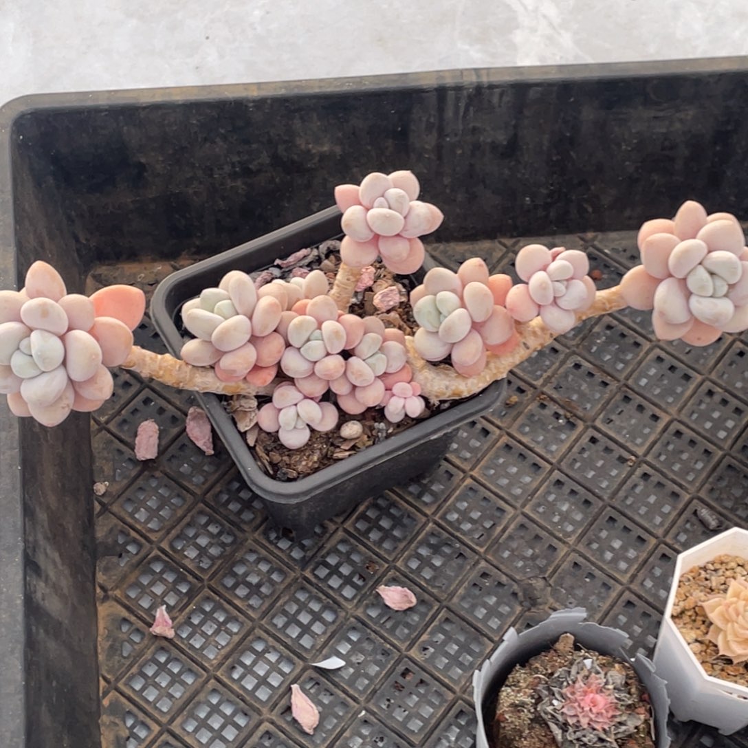 香水洛神大劈叉群生