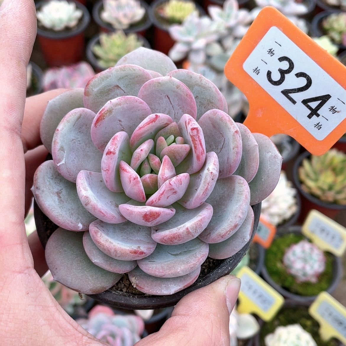 【闪购商品】324号