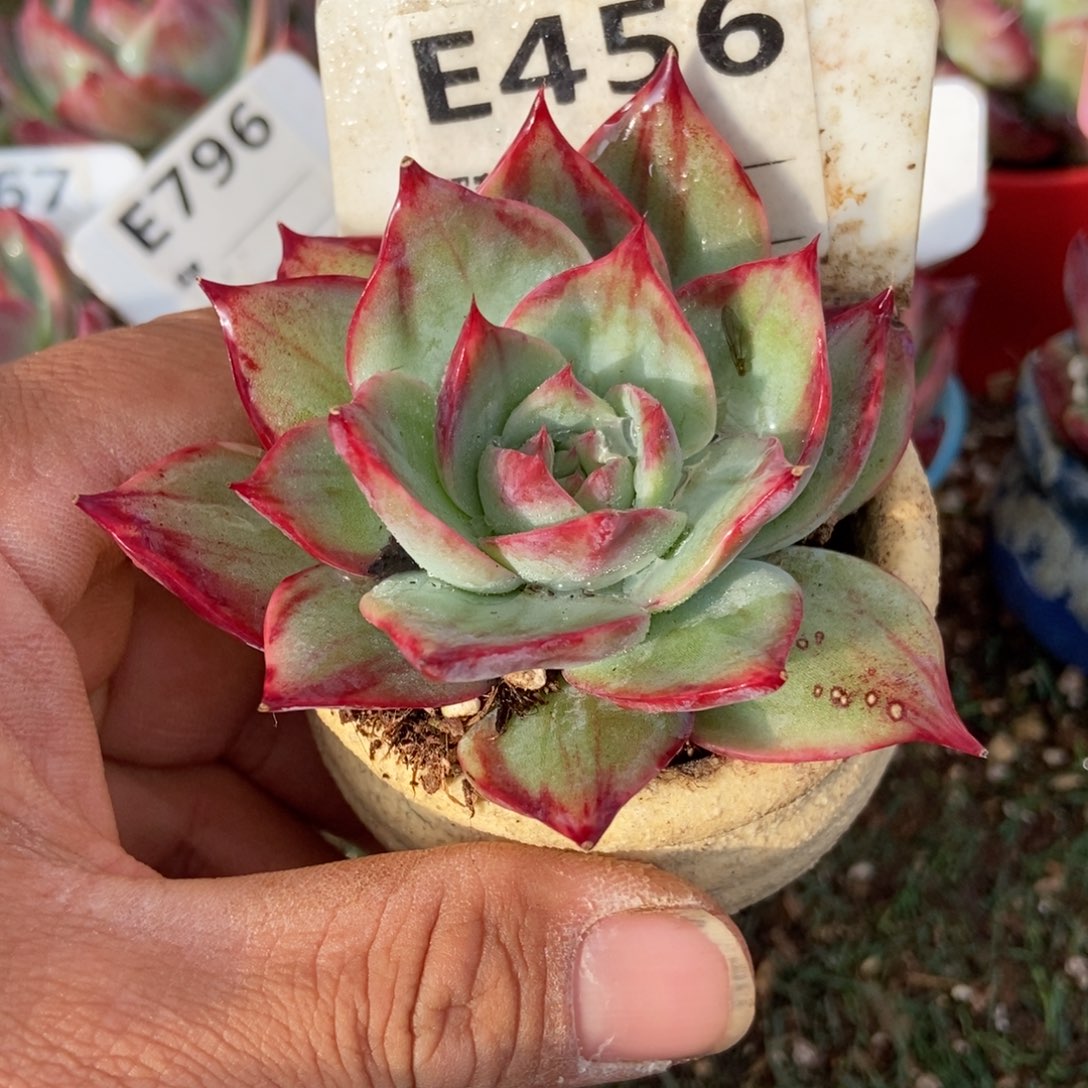 惊鸿一瞥456号多肉