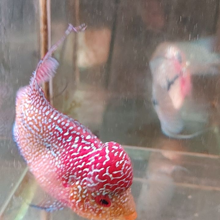 罗汉鱼222222222222