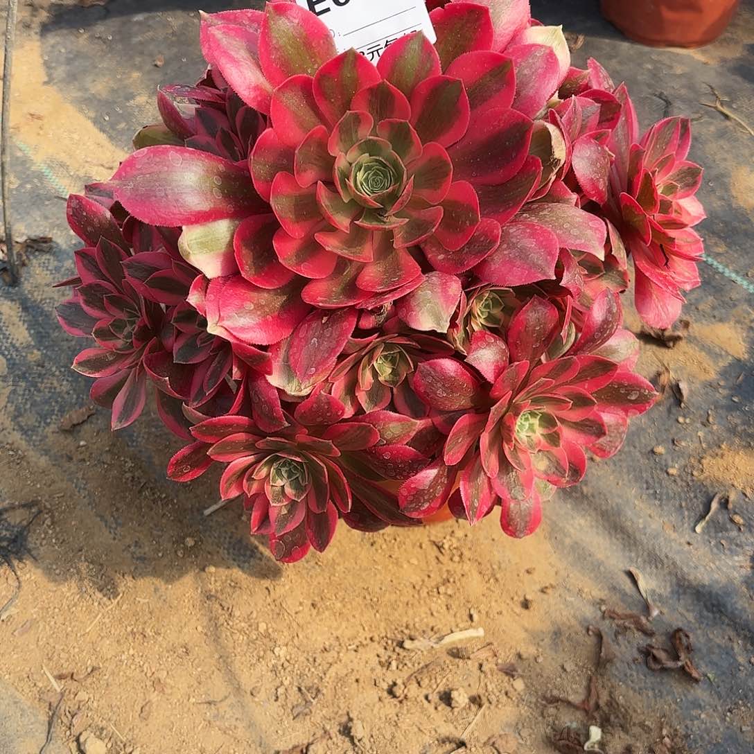 089女妖多肉植物