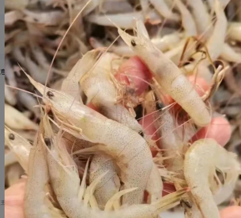 大连发货  大连野生白银虾4斤起（顺丰包邮）