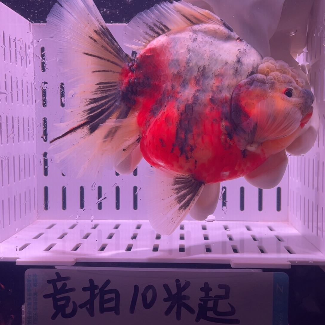 金鱼泰狮金鱼渔场直发