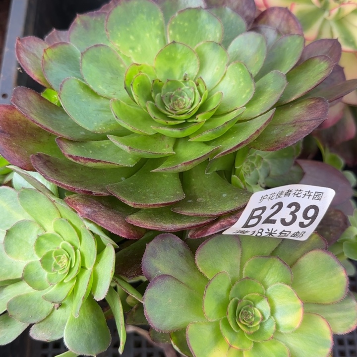 多肉法师淘宝福利