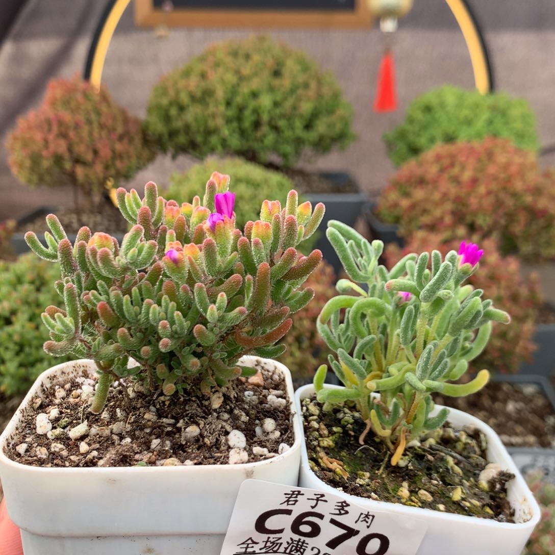 c670冰川白霜枝干番杏