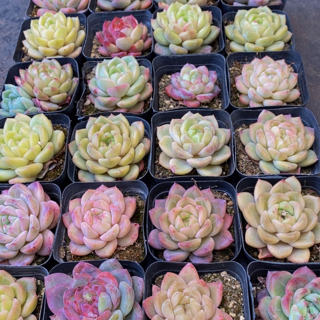 杨***沙366的人生态度是