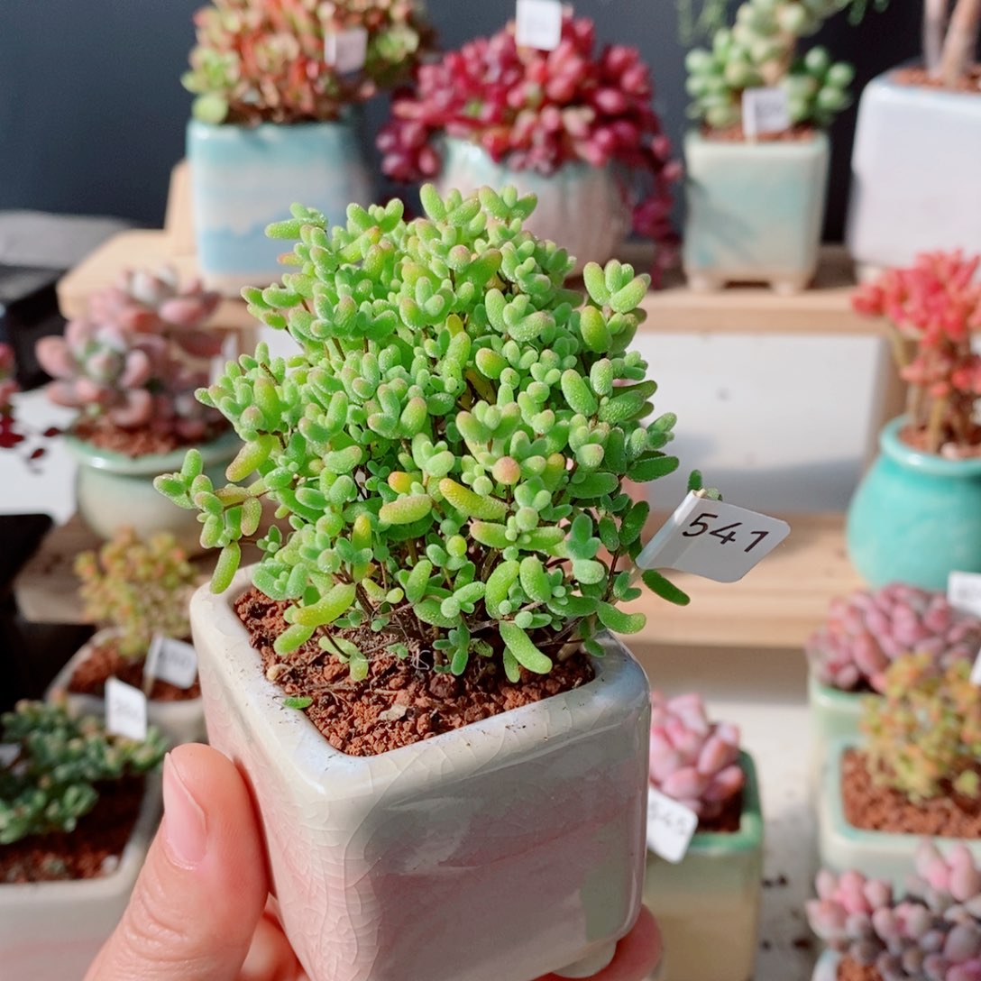 一物一拍多肉植物541糖球