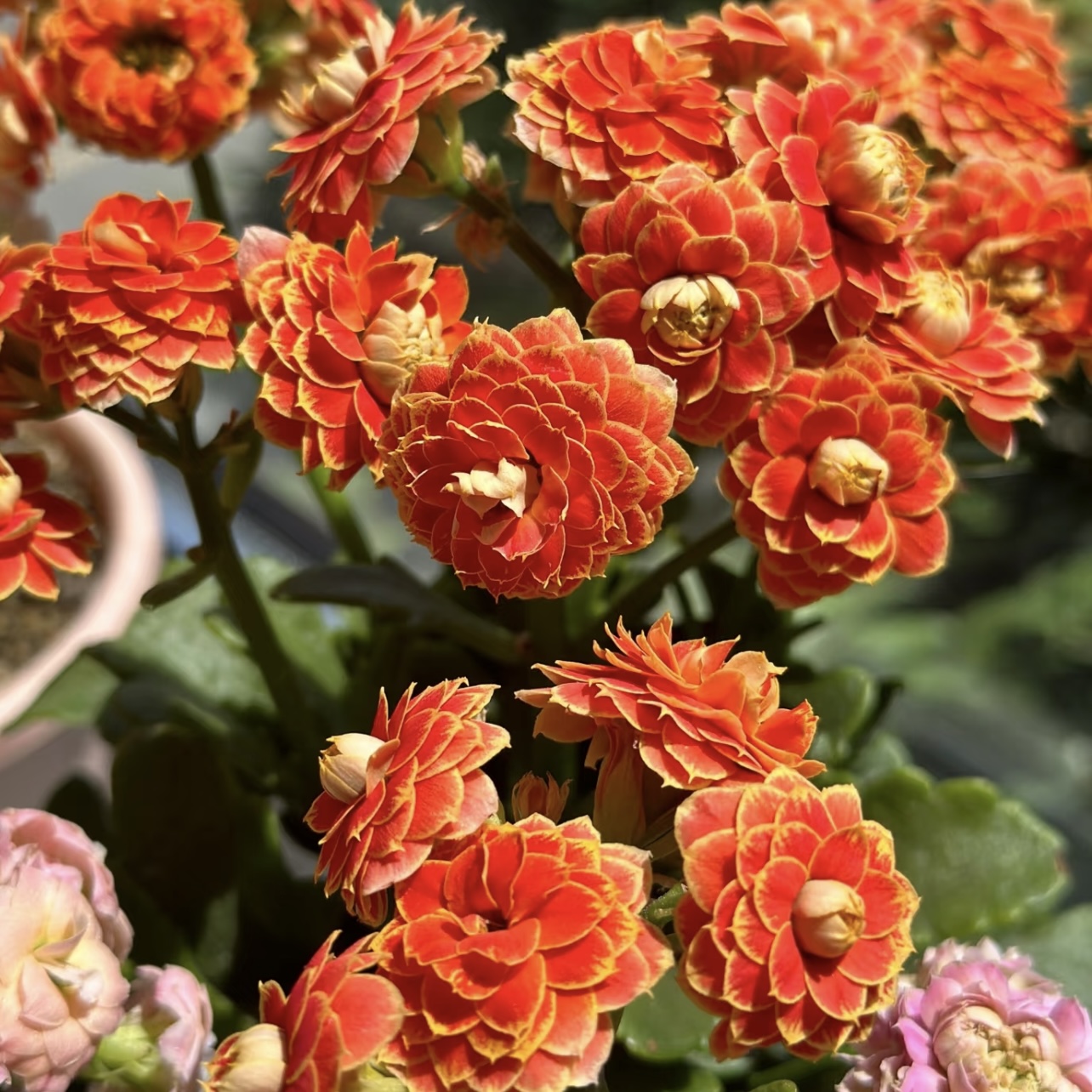 金狐狸长寿盆栽花卉庭院阳台新手易养护忌积水