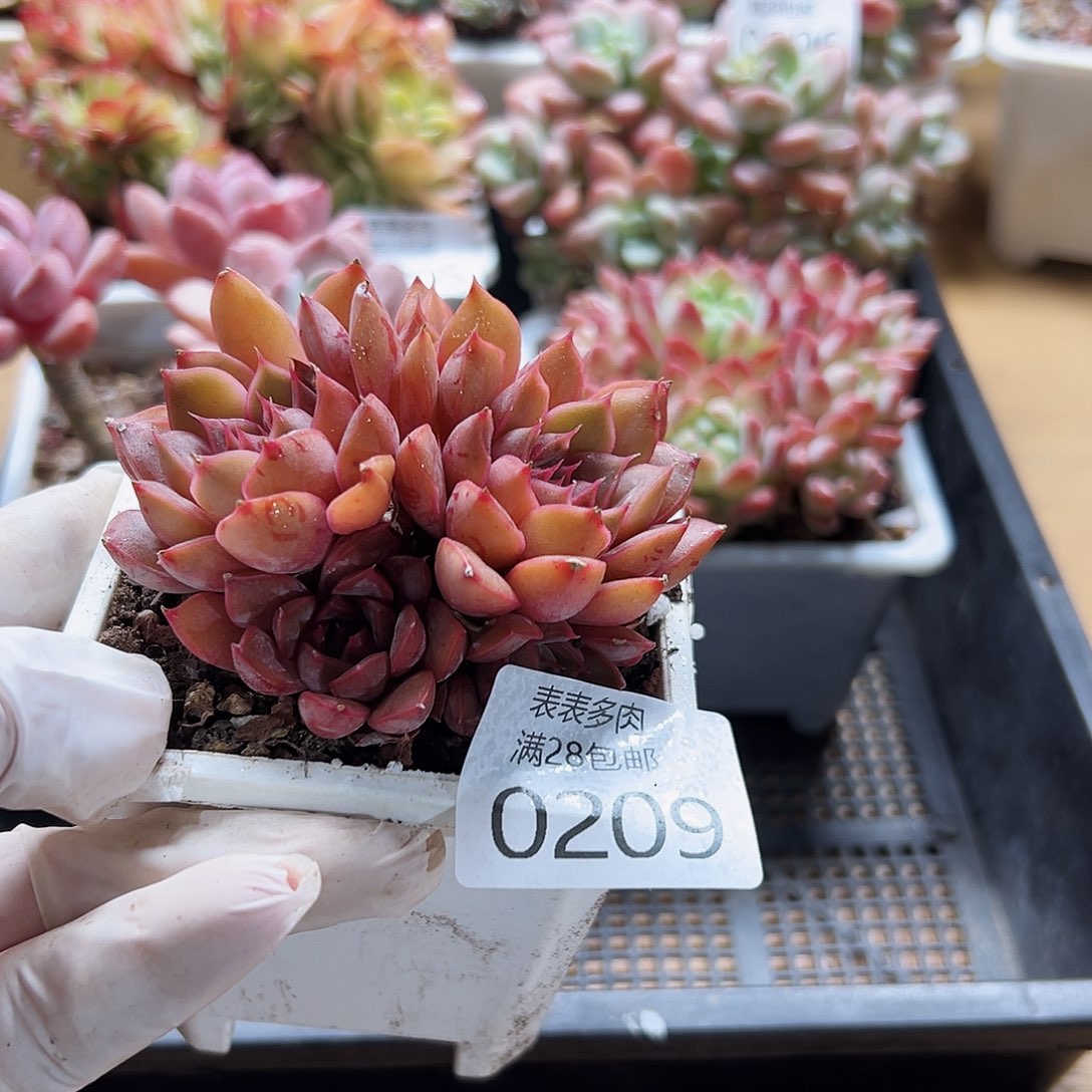 多肉一物一拍0209