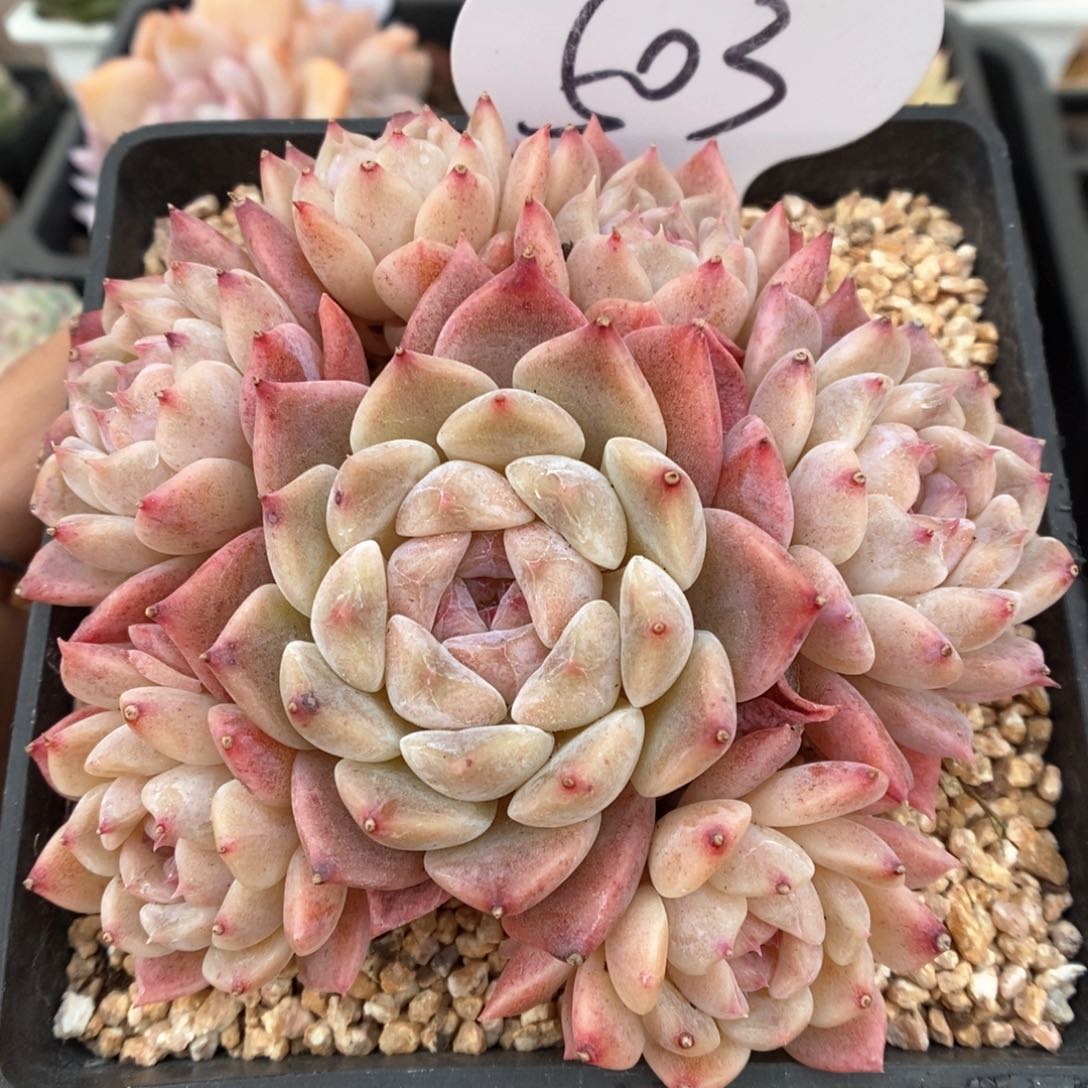 糖心冰魄群生503号。 