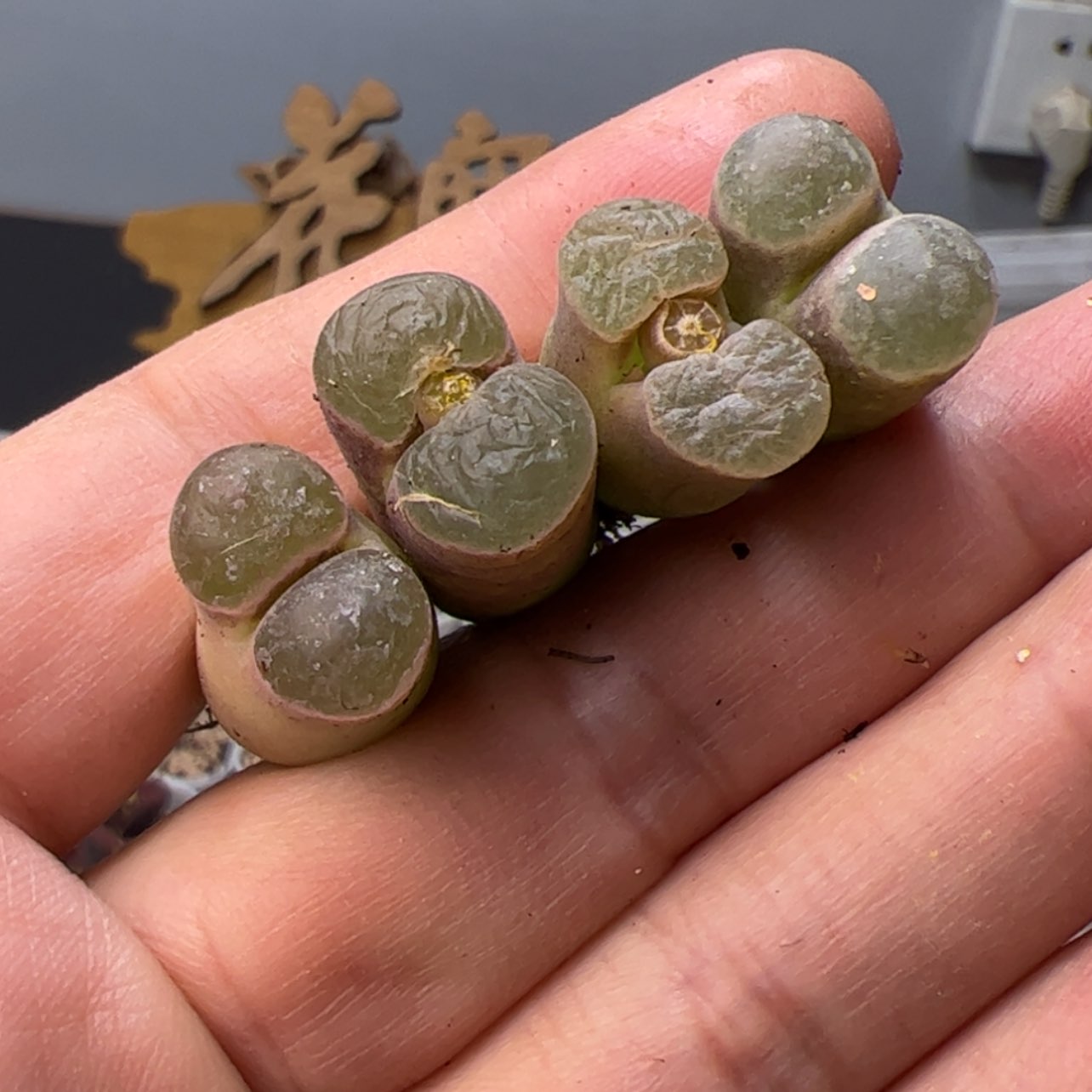 【闪购商品】000000002磁铁