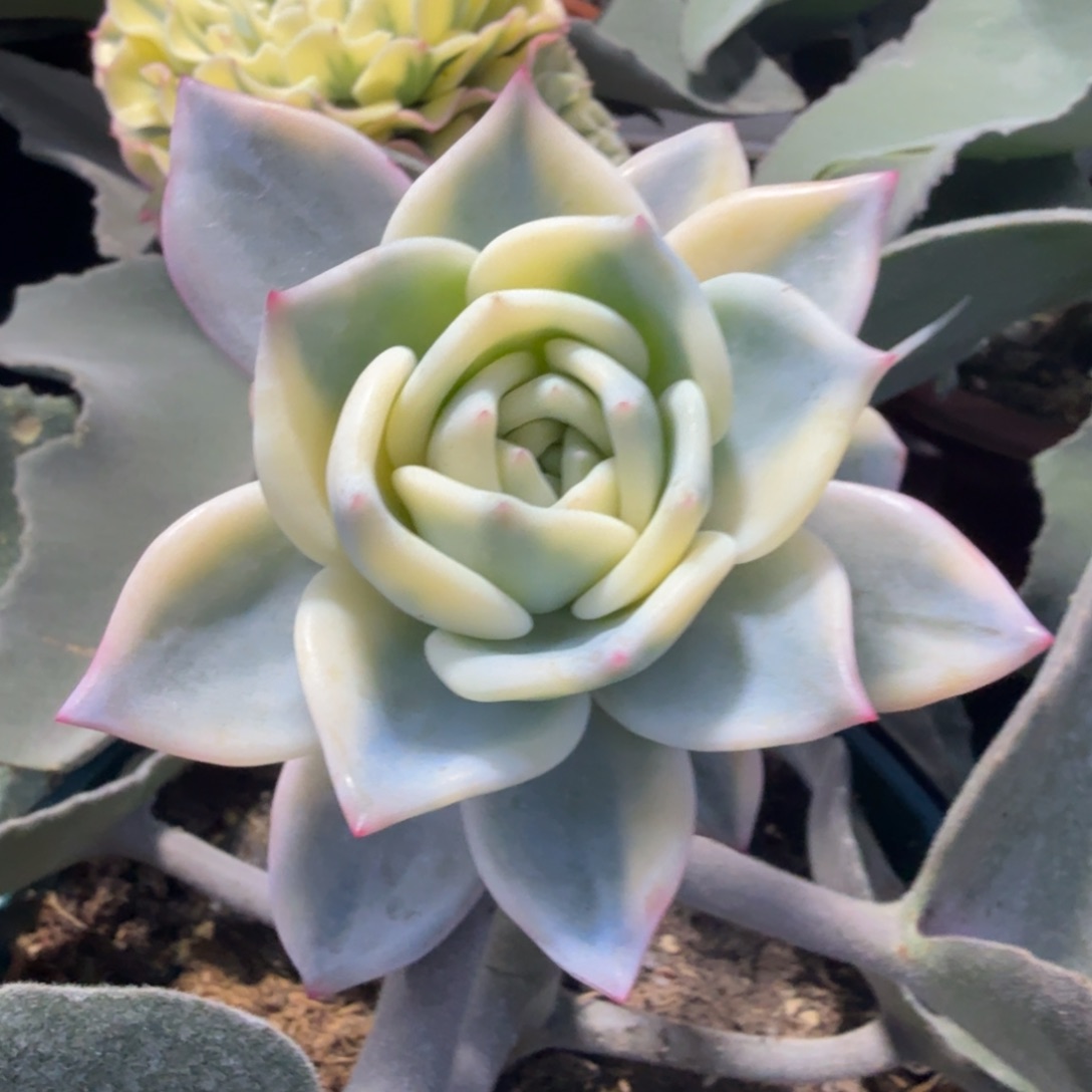 伊丽莎白锦，多肉锦多肉