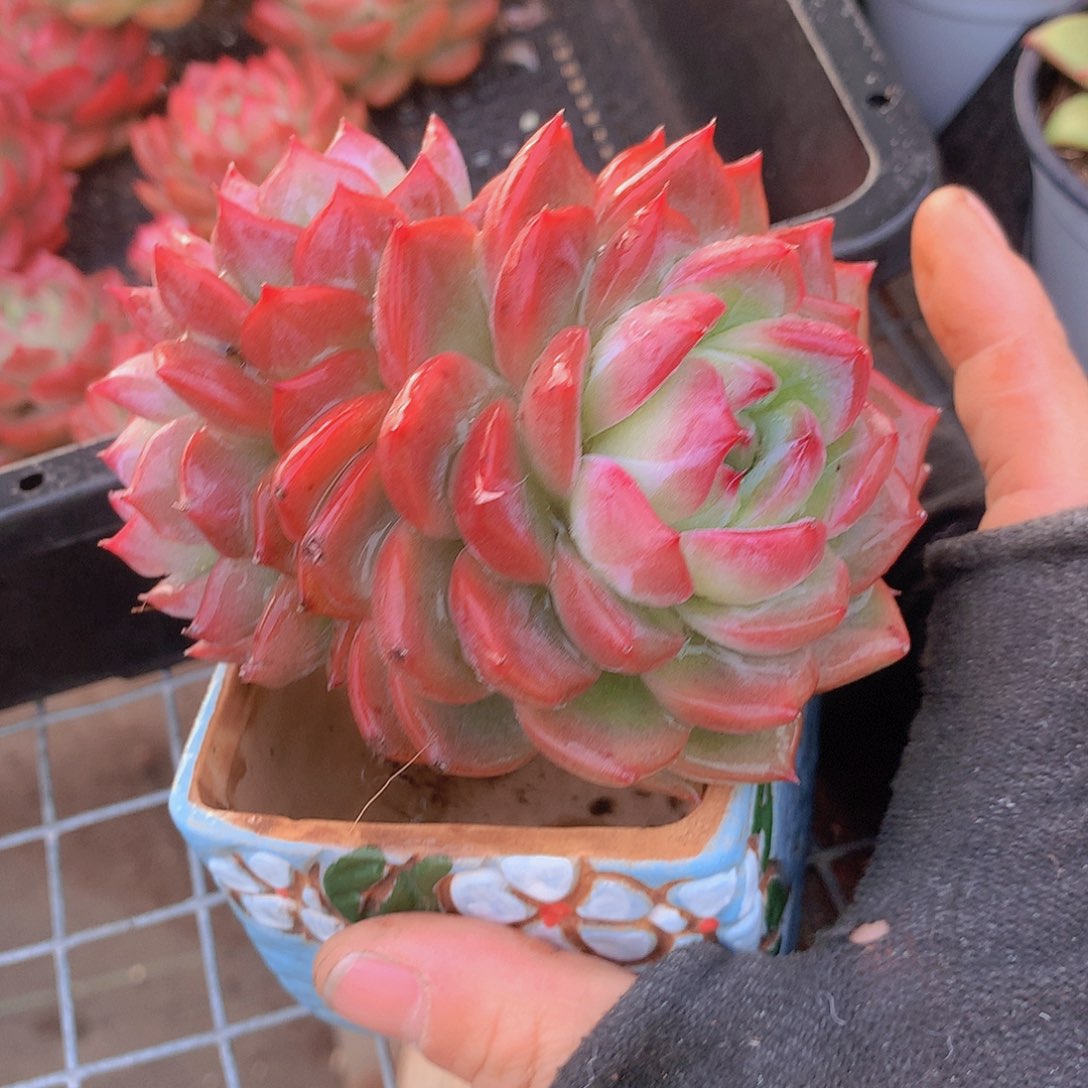 三头红鸾一物一拍45788990