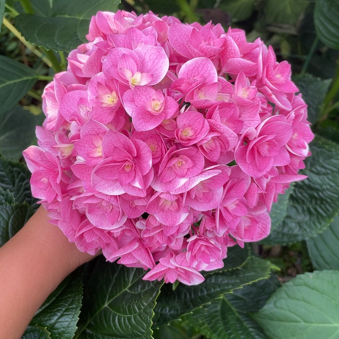 绣球切花一物一拍3枝起包邮，105