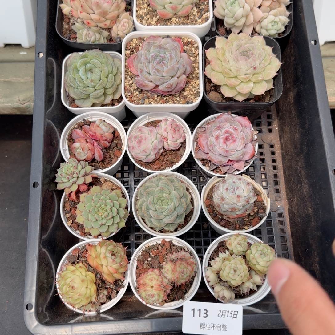 框拍框拍0215-113