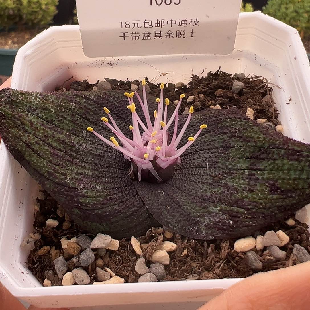 1065号紫镜1.2多肉