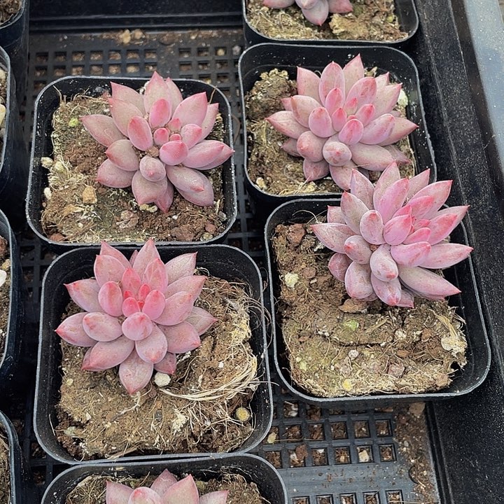 6.5方车厘子带盆土发