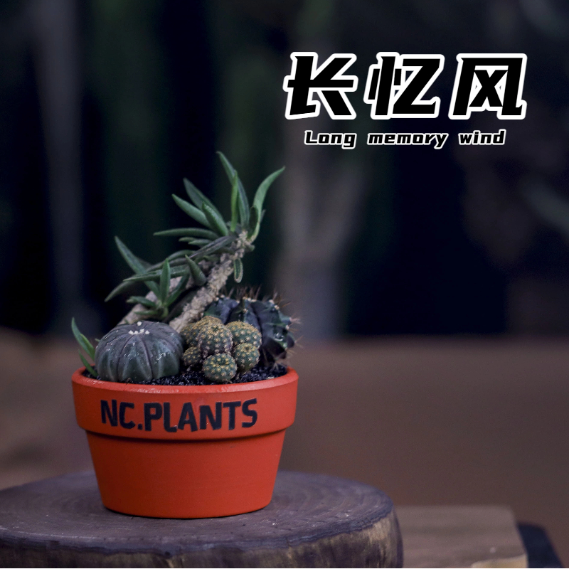 【NC.PLANTS 长忆风】桌面小植物 | 四种沙生植物 | 成品发货