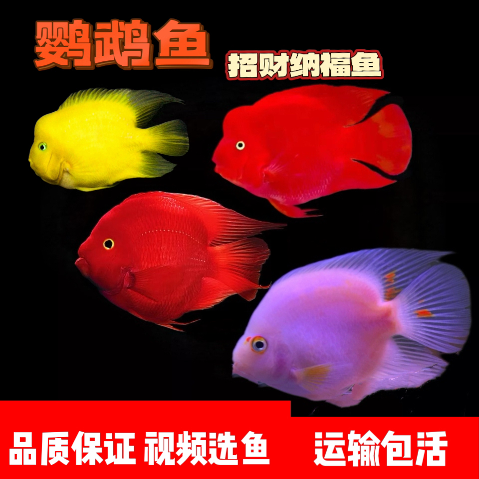 红白鹦鹉财神鱼活鱼起头热带观赏鱼发财鱼风水银龙鱼淡水招财宠物