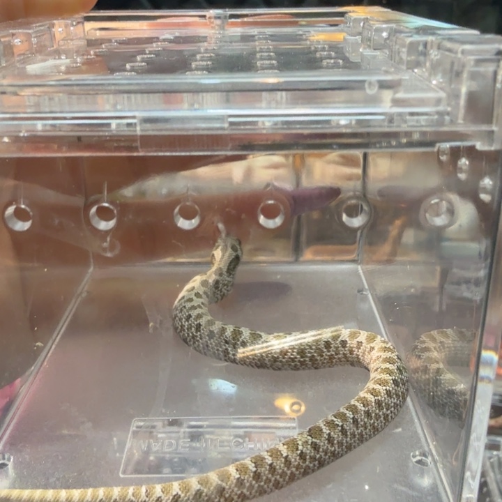 雨林蝎原色猪鼻原色猪鼻