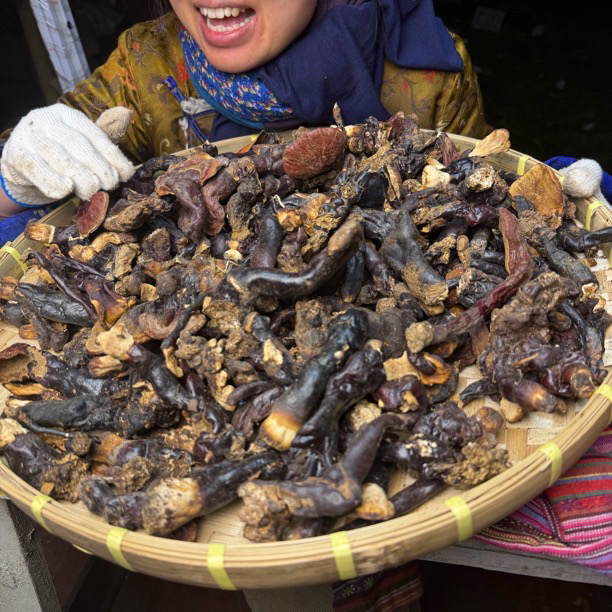 灵芝杆杆西藏波密白心白肉赤灵芝杆