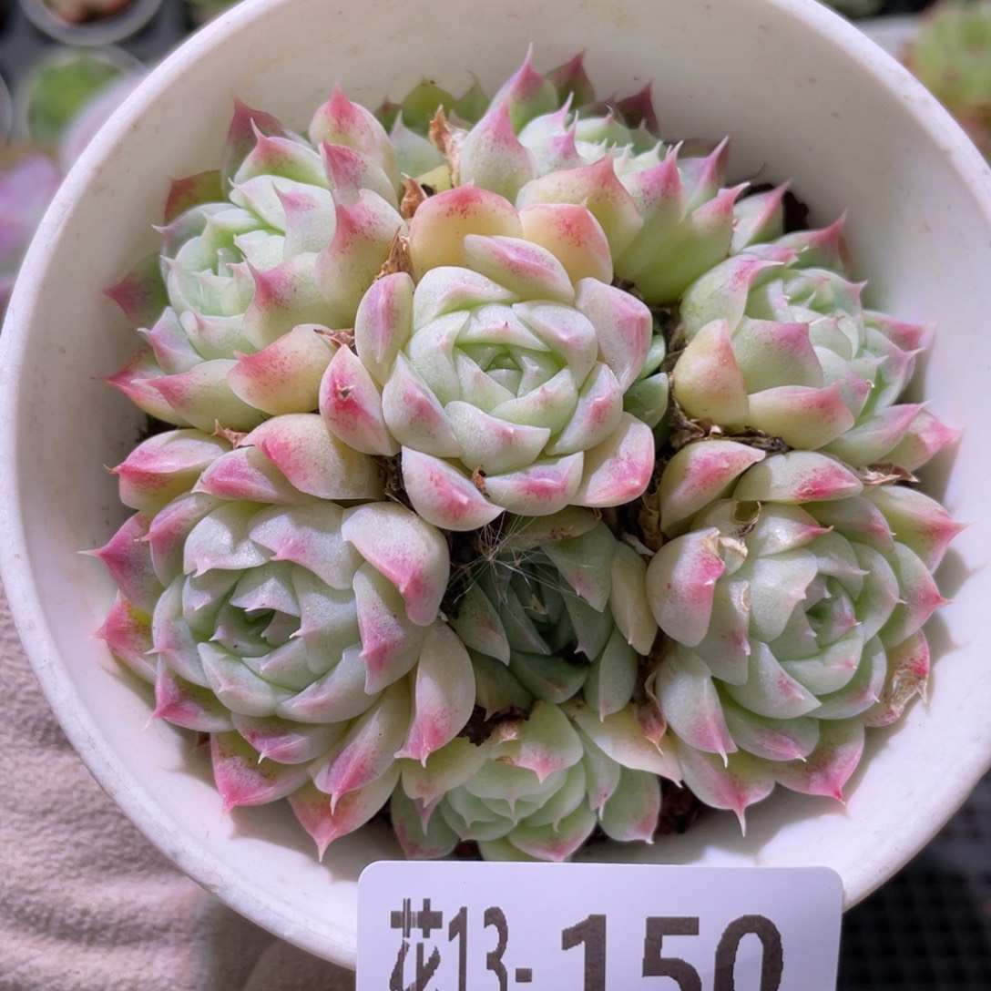 花利美13-150女王玫瑰