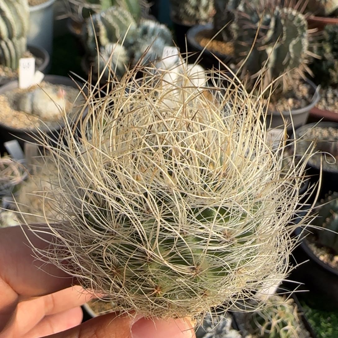 30 实生 仙人球11