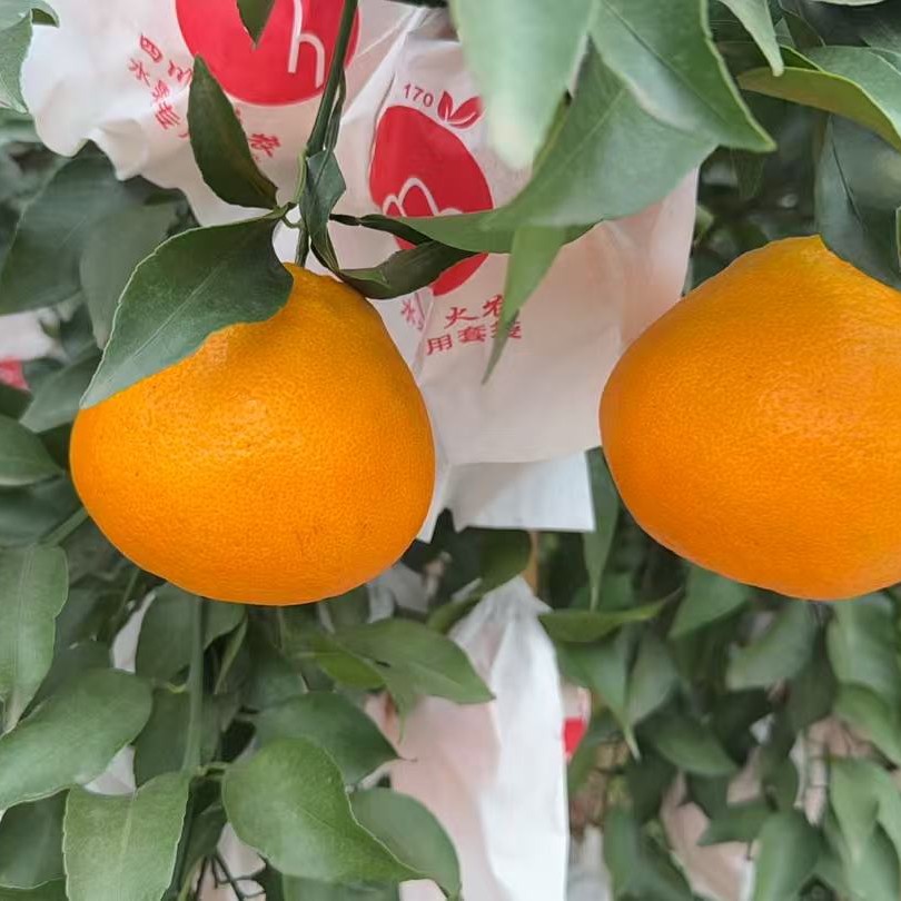 四川眉山正宗耙耙柑