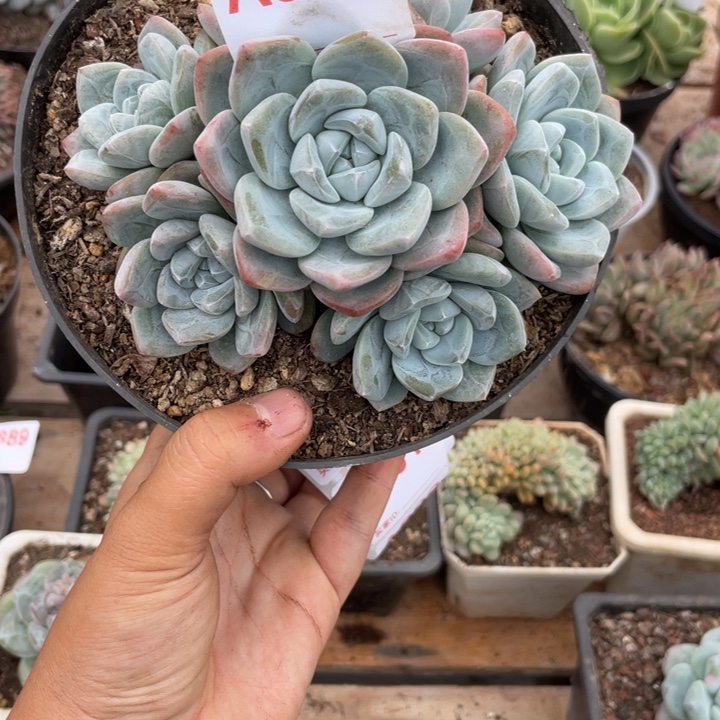 哈哈哈哈哈哈哈哈哈哈哈897