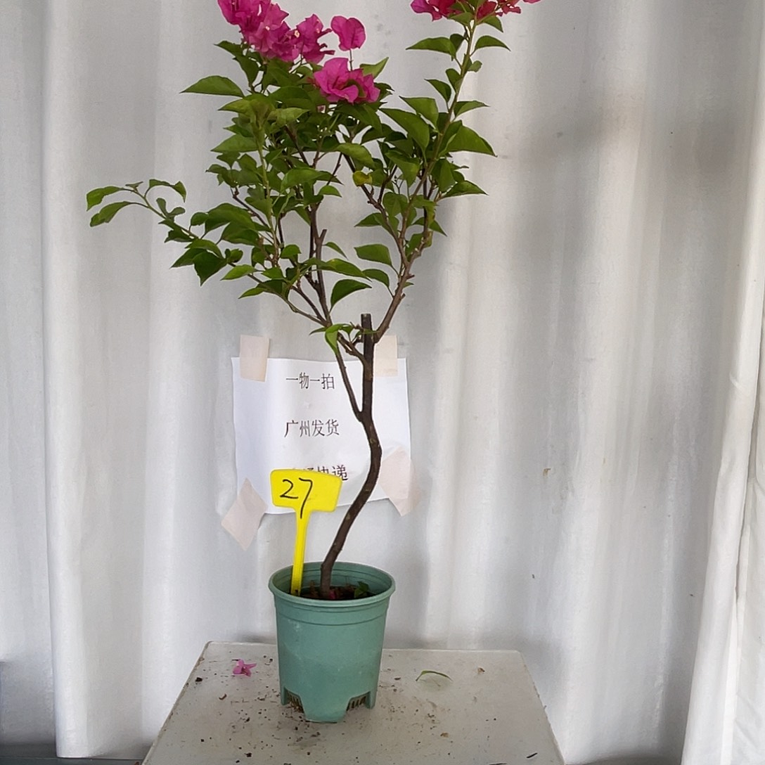 当前无花栽培后可以开花 27同安红扦插