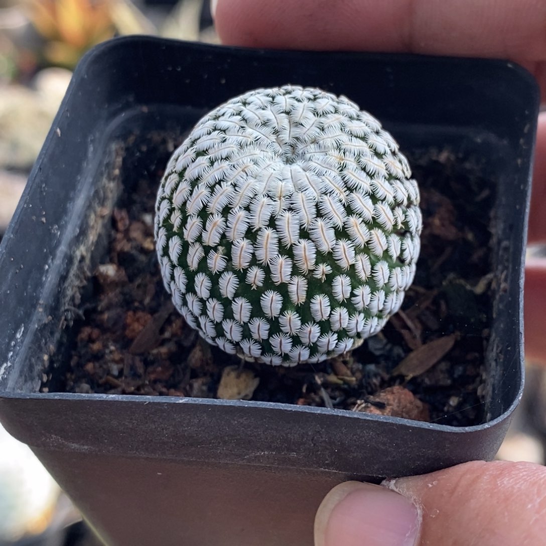 植播园艺优选白斜子