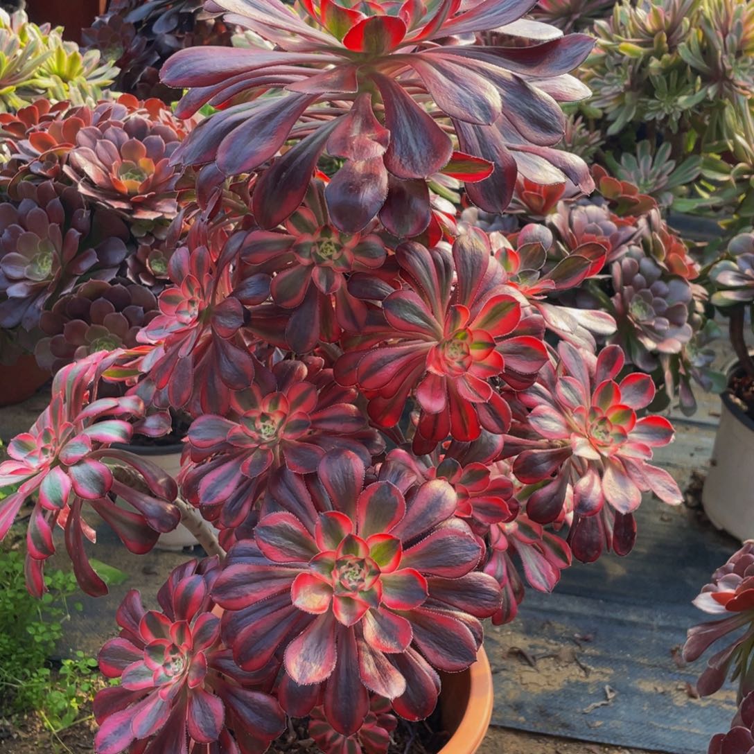 丽娜鲜花老桩 359