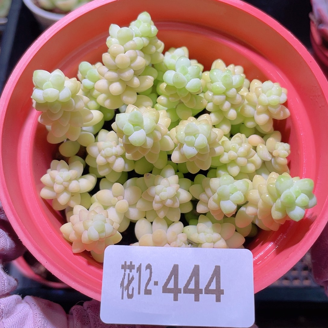 花利美12-444玉坠