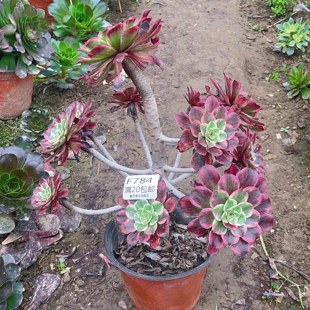 784水墨画多肉有老伤多小损不包