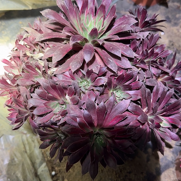 精品孔雀锦捧花亏本福利