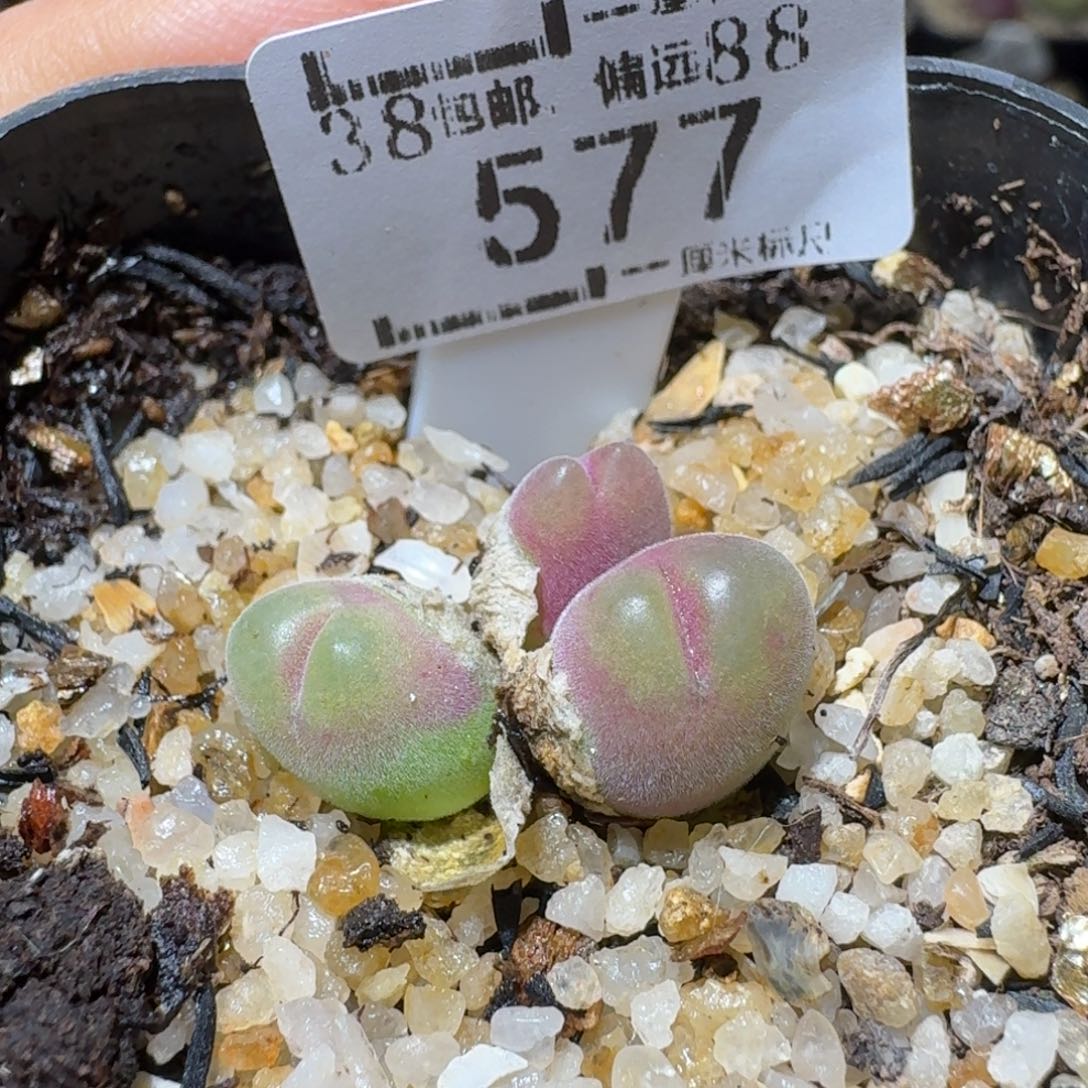 Ssss好货也清了577毛翠滴