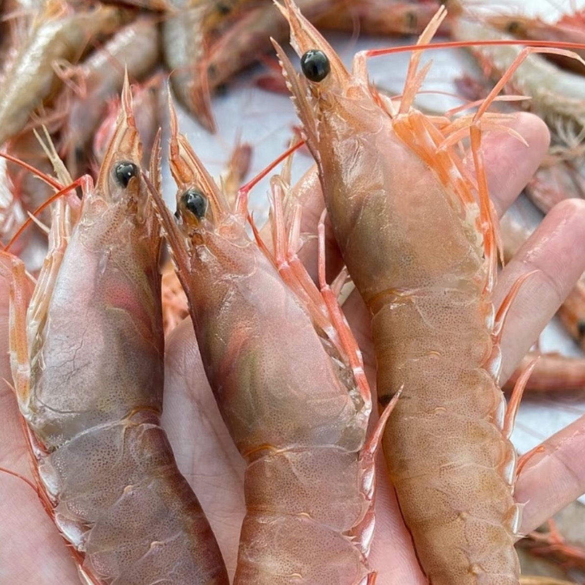 广西北海野生麻虾沙卢虾 顺丰冷链发货