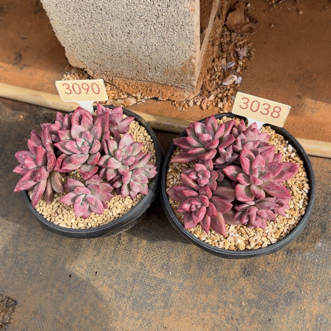 平***淡3090？    3038。 赫菲两颗