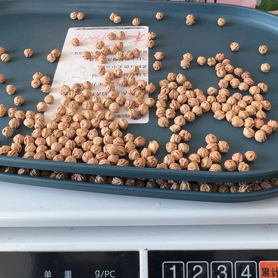 换***了柏香籽/百香籽吊坠7.5+39克HY007