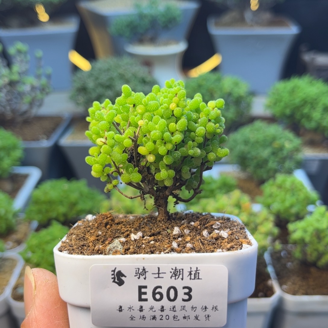 603蜜橘糖球枝干多肉