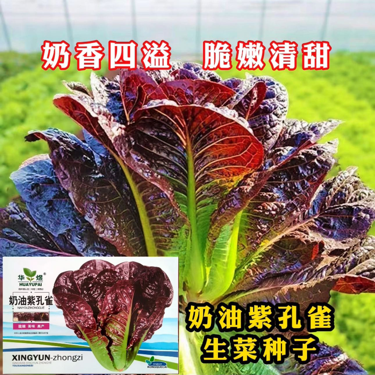 紫孔雀菜种子紫色直立生菜脆甜高营养四季蔬菜盆栽菜园种植