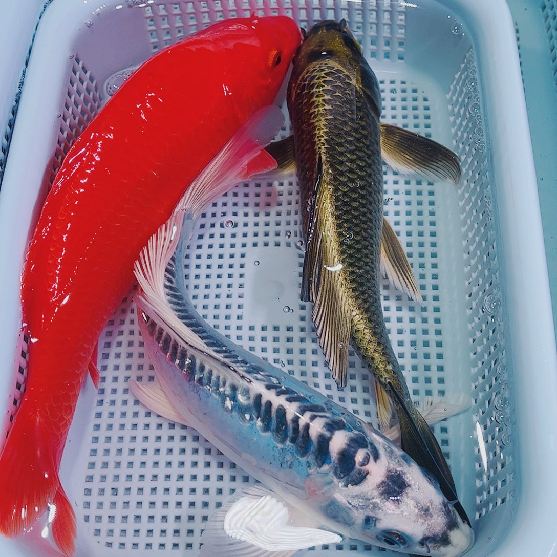 锦鲤锦鲤冷水观赏鱼