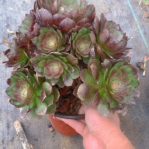 210黑魔多肉植物