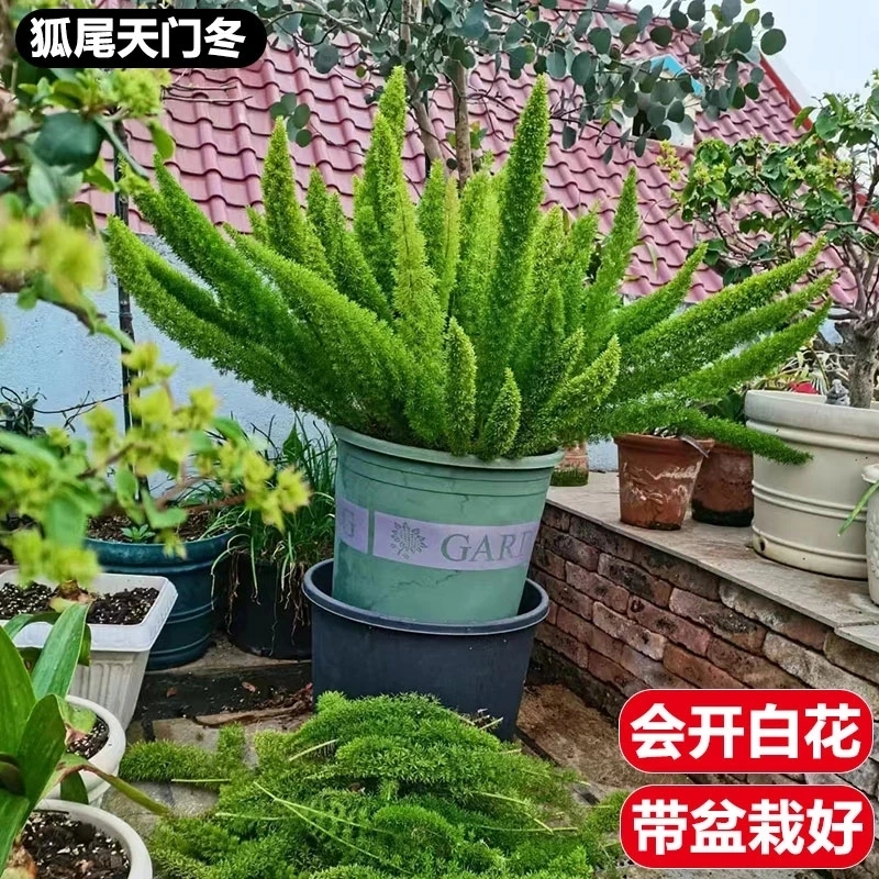 狐尾天门冬盆栽四季常青美观好养适合庭院阳台种植