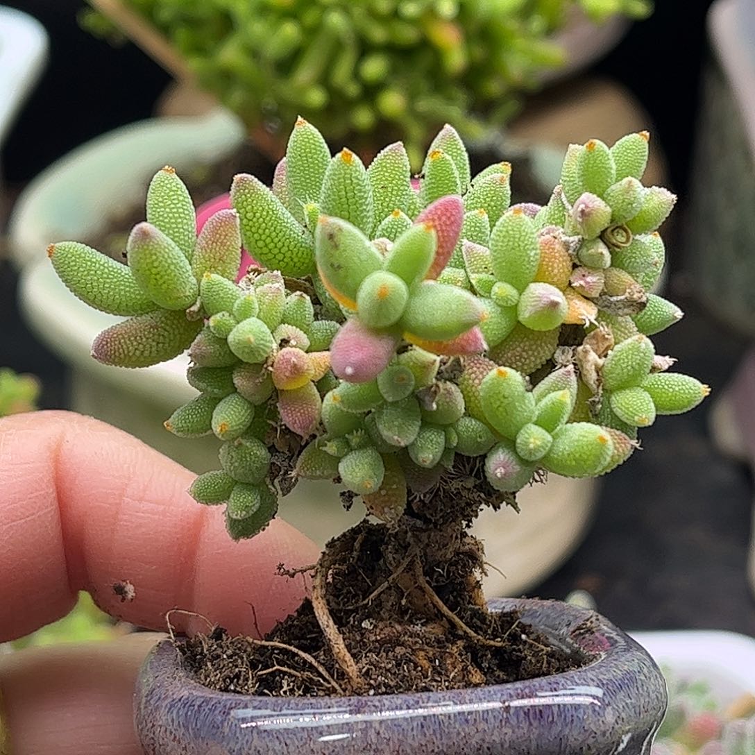 004实生玉米带盆优选