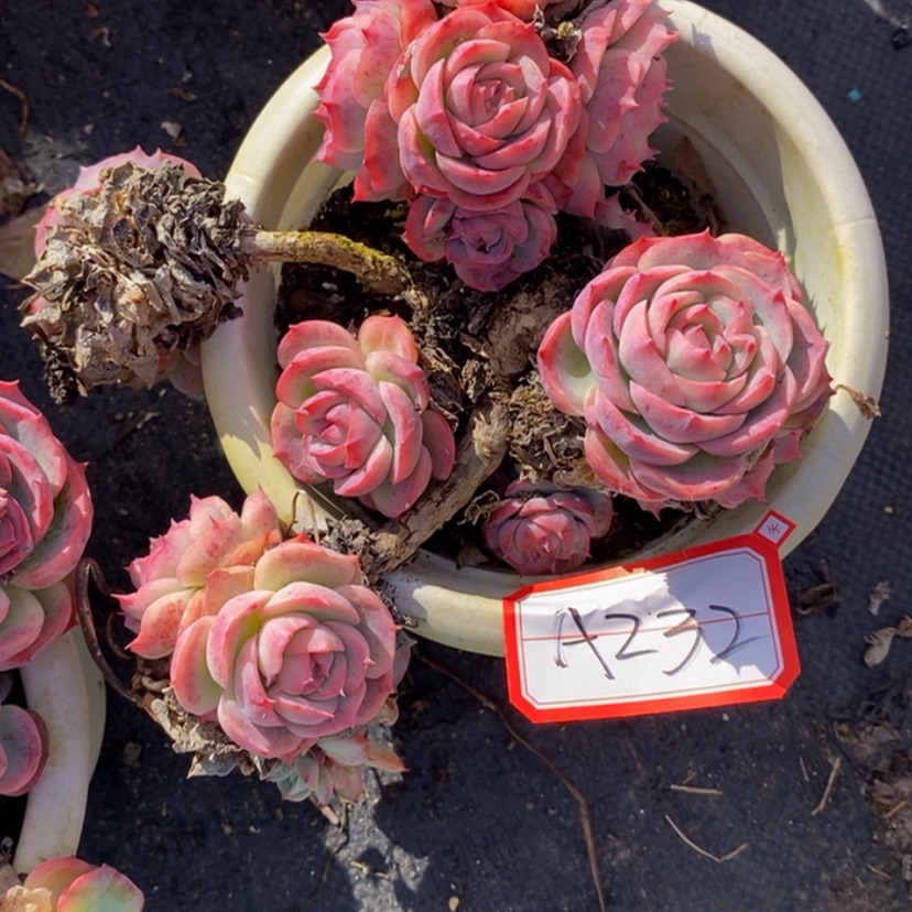 【闪购商品】蝴****）多肉植物的